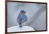 Eastern Bluebird-Gary Carter-Framed Photographic Print