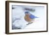 Eastern Bluebird-Gary Carter-Framed Photographic Print