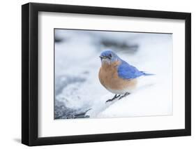 Eastern Bluebird-Gary Carter-Framed Photographic Print