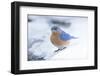 Eastern Bluebird-Gary Carter-Framed Photographic Print