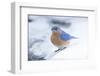 Eastern Bluebird-Gary Carter-Framed Photographic Print