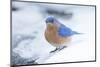 Eastern Bluebird-Gary Carter-Mounted Photographic Print