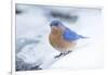 Eastern Bluebird-Gary Carter-Framed Photographic Print