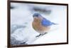 Eastern Bluebird-Gary Carter-Framed Photographic Print