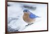 Eastern Bluebird-Gary Carter-Framed Photographic Print