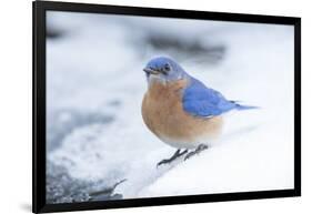 Eastern Bluebird-Gary Carter-Framed Photographic Print