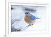 Eastern Bluebird-Gary Carter-Framed Photographic Print