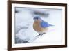 Eastern Bluebird-Gary Carter-Framed Photographic Print