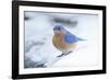 Eastern Bluebird-Gary Carter-Framed Photographic Print