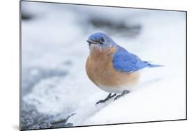 Eastern Bluebird-Gary Carter-Mounted Photographic Print