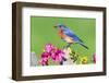 Eastern Bluebird-Steve Byland-Framed Photographic Print