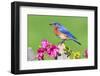 Eastern Bluebird-Steve Byland-Framed Photographic Print