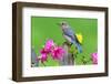 Eastern Bluebird-Steve Byland-Framed Photographic Print