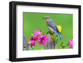 Eastern Bluebird-Steve Byland-Framed Photographic Print