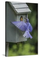 Eastern Bluebird-Gary Carter-Stretched Canvas