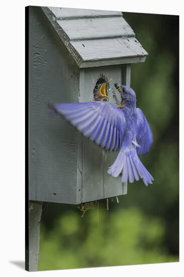 Eastern Bluebird-Gary Carter-Stretched Canvas