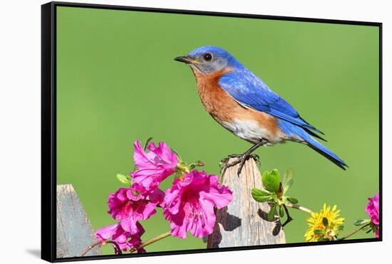 Eastern Bluebird-Lantern Press-Framed Stretched Canvas