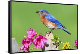 Eastern Bluebird-Lantern Press-Framed Stretched Canvas