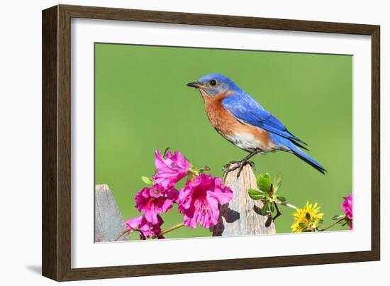 Eastern Bluebird-Lantern Press-Framed Art Print