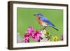 Eastern Bluebird-Lantern Press-Framed Art Print