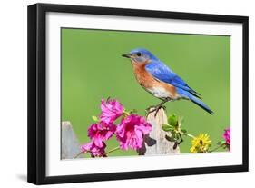 Eastern Bluebird-Lantern Press-Framed Art Print