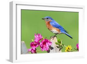 Eastern Bluebird-Lantern Press-Framed Art Print