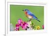 Eastern Bluebird-Lantern Press-Framed Art Print