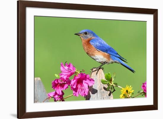 Eastern Bluebird-Lantern Press-Framed Art Print