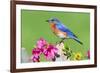 Eastern Bluebird-Lantern Press-Framed Art Print