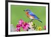 Eastern Bluebird-Lantern Press-Framed Art Print