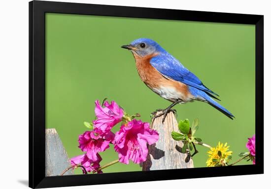 Eastern Bluebird-Lantern Press-Framed Art Print