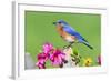 Eastern Bluebird-Lantern Press-Framed Art Print