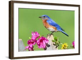 Eastern Bluebird-Lantern Press-Framed Art Print