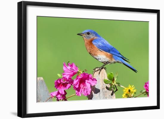 Eastern Bluebird-Lantern Press-Framed Art Print