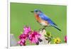 Eastern Bluebird-Lantern Press-Framed Premium Giclee Print