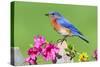 Eastern Bluebird-Lantern Press-Stretched Canvas