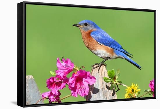 Eastern Bluebird-Lantern Press-Framed Stretched Canvas