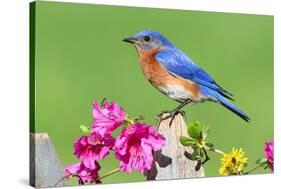 Eastern Bluebird-Lantern Press-Stretched Canvas