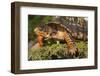 Eastern Box Turtle (Terrapene Carolina Carolina)-Lynn M^ Stone-Framed Photographic Print