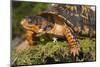 Eastern Box Turtle (Terrapene Carolina Carolina)-Lynn M^ Stone-Mounted Photographic Print