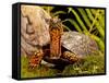 Eastern Box Turtle, Terrapene Carolina, Native to Eastern Coastal Us-David Northcott-Framed Stretched Canvas