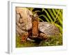 Eastern Box Turtle, Terrapene Carolina, Native to Eastern Coastal Us-David Northcott-Framed Photographic Print