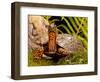 Eastern Box Turtle, Terrapene Carolina, Native to Eastern Coastal Us-David Northcott-Framed Photographic Print