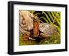 Eastern Box Turtle, Terrapene Carolina, Native to Eastern Coastal Us-David Northcott-Framed Photographic Print