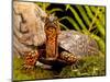 Eastern Box Turtle, Terrapene Carolina, Native to Eastern Coastal Us-David Northcott-Mounted Photographic Print