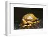 Eastern Box Turtle-null-Framed Photographic Print