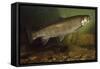 Eastern Brook Trout Swimming-null-Framed Stretched Canvas