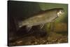 Eastern Brook Trout Swimming-null-Stretched Canvas