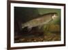 Eastern Brook Trout Swimming-null-Framed Photographic Print