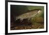 Eastern Brook Trout Swimming-null-Framed Photographic Print